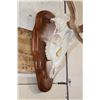 Image 4 : FALLOW DEER Skull on a Wooden Plaque