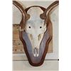Image 5 : FALLOW DEER Skull on a Wooden Plaque