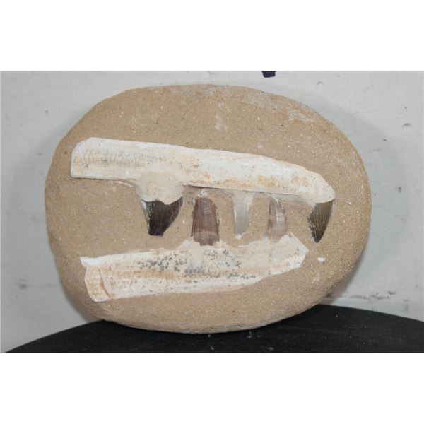 5 Authentic MOSOSAUR TEETH Fossils in a Reproduction Jaw and Rock Matrix