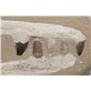 Image 3 : 5 Authentic MOSOSAUR TEETH Fossils in a Reproduction Jaw and Rock Matrix
