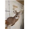 Image 1 : 10-Point WHITETAIL DEER Shoulder Mount
