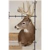 Image 2 : 10-Point WHITETAIL DEER Shoulder Mount