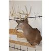 Image 3 : 10-Point WHITETAIL DEER Shoulder Mount