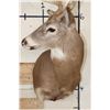 Image 5 : 10-Point WHITETAIL DEER Shoulder Mount