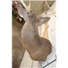 Image 7 : 10-Point WHITETAIL DEER Shoulder Mount