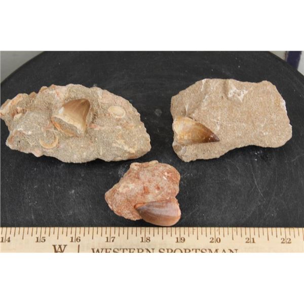 (3) MOSASAUR TEETH in their SANDSTONE Matrices (ONE$)