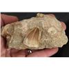 Image 3 : (3) MOSASAUR TEETH in their SANDSTONE Matrices (ONE$)