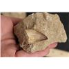 Image 4 : (3) MOSASAUR TEETH in their SANDSTONE Matrices (ONE$)