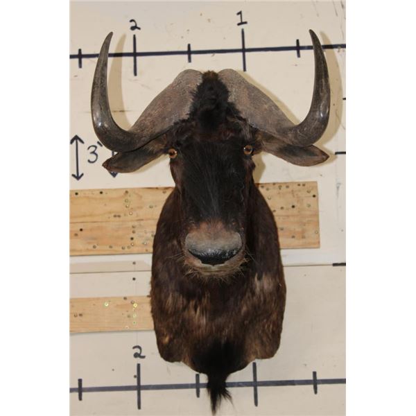 BLACK WILDEBEEST Shoulder Mount