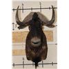 Image 1 : BLACK WILDEBEEST Shoulder Mount