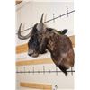 Image 2 : BLACK WILDEBEEST Shoulder Mount