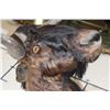 Image 5 : BLACK WILDEBEEST Shoulder Mount