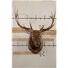Image 1 : 12-Point ELK Shoulder Mount with Removable Antlers
