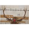 Image 2 : 12-Point ELK Shoulder Mount with Removable Antlers