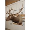Image 3 : 12-Point ELK Shoulder Mount with Removable Antlers