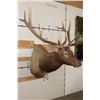 Image 4 : 12-Point ELK Shoulder Mount with Removable Antlers