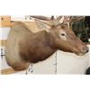 Image 5 : 12-Point ELK Shoulder Mount with Removable Antlers