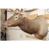 Image 7 : 12-Point ELK Shoulder Mount with Removable Antlers