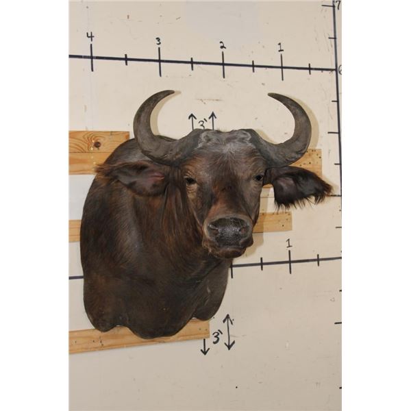 Young CAPE BUFFALO Shoulder Mount