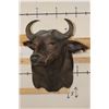 Image 2 : Young CAPE BUFFALO Shoulder Mount