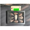 Image 3 : (9) ARROWHEAD Points in a Glass Display Case (ONE$)