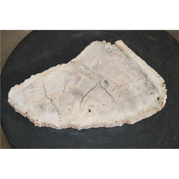 Polished PETRIFIED FOSSILIZED WOOD Slice from Indonesia