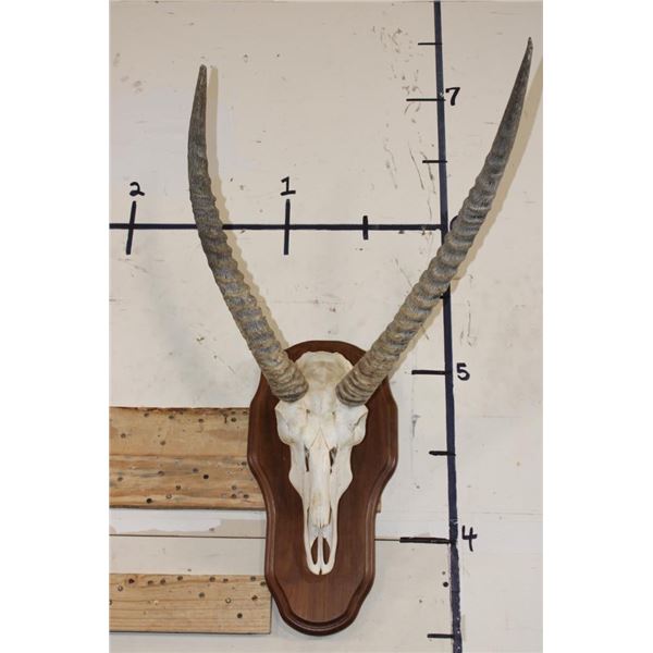 WATERBUCK Skull on a Wooden Plaque