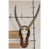 Image 1 : WATERBUCK Skull on a Wooden Plaque