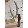 Image 3 : WATERBUCK Skull on a Wooden Plaque