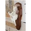 Image 4 : WATERBUCK Skull on a Wooden Plaque