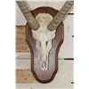 Image 5 : WATERBUCK Skull on a Wooden Plaque