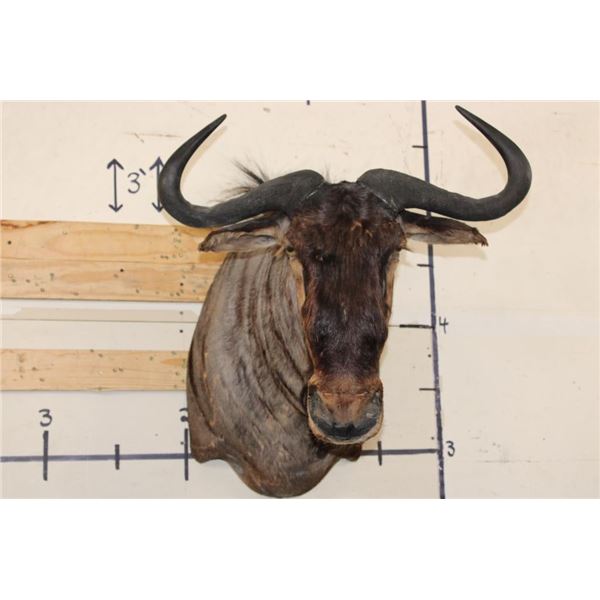 BLUE WILDEBEEST Shoulder Mount