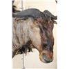 Image 5 : BLUE WILDEBEEST Shoulder Mount