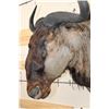 Image 7 : BLUE WILDEBEEST Shoulder Mount