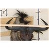 Image 8 : BLUE WILDEBEEST Shoulder Mount