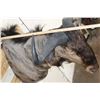 Image 9 : BLUE WILDEBEEST Shoulder Mount