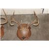 Image 10 : (3) WHITETAIL DEER Antler Racks on Wooden Plaques (ONE$)