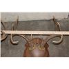 Image 11 : (3) WHITETAIL DEER Antler Racks on Wooden Plaques (ONE$)