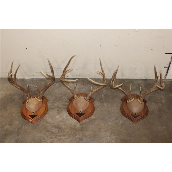 (3) WHITETAIL DEER Antler Racks on Wooden Plaques (ONE$)
