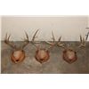 Image 1 : (3) WHITETAIL DEER Antler Racks on Wooden Plaques (ONE$)