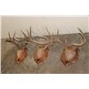Image 2 : (3) WHITETAIL DEER Antler Racks on Wooden Plaques (ONE$)