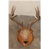 Image 4 : (3) WHITETAIL DEER Antler Racks on Wooden Plaques (ONE$)