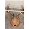 Image 5 : (3) WHITETAIL DEER Antler Racks on Wooden Plaques (ONE$)