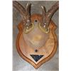Image 6 : (3) WHITETAIL DEER Antler Racks on Wooden Plaques (ONE$)