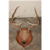 Image 7 : (3) WHITETAIL DEER Antler Racks on Wooden Plaques (ONE$)