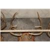 Image 8 : (3) WHITETAIL DEER Antler Racks on Wooden Plaques (ONE$)