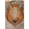 Image 9 : (3) WHITETAIL DEER Antler Racks on Wooden Plaques (ONE$)