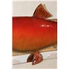Image 5 : *Real Skin* SOCKEYE SALMON Fish Mount