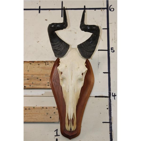 LICHTENSTEIN'S HARTEBEEST Skull on a Wooden Plaque