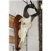 Image 3 : LICHTENSTEIN'S HARTEBEEST Skull on a Wooden Plaque